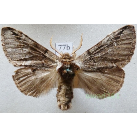 Drymonia obliterata (Borkhausen, 1790) Czech77b